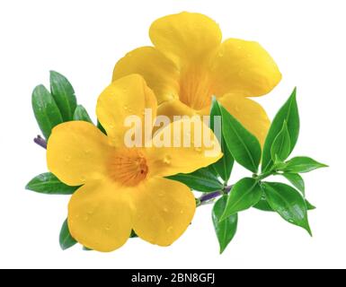 Allamanda fiore o tromba dorata isolato su sfondo bianco Foto Stock