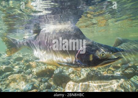 Un salmone rosa maschile che nuota sulla superficie del fiume Squamish. Foto Stock