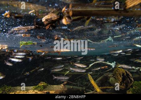 Scuola di salmone giovane Coho nel fiume Squamish Valley. Foto Stock