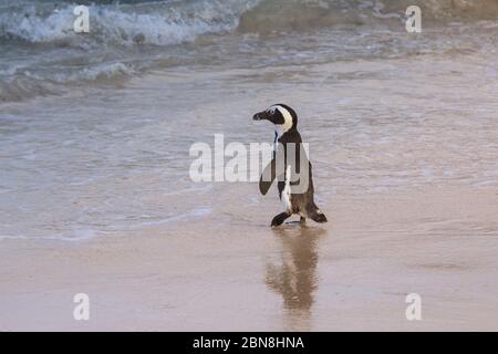 Pinguino africano (Speniscus demersus) conosciuto anche come pinguino del Capo o pinguino di jackass, si sguazza in acqua su Boulders Beach, Città del Capo, Sud Africa Foto Stock