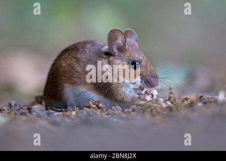 Mouse di legno (Apodemus sylvaticus) Foto Stock