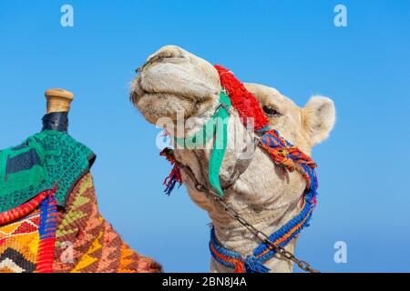 Testa a cammello ritratto con collare colorato contro il cielo blu Foto Stock