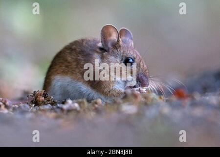 Mouse di legno (Apodemus sylvaticus) Foto Stock