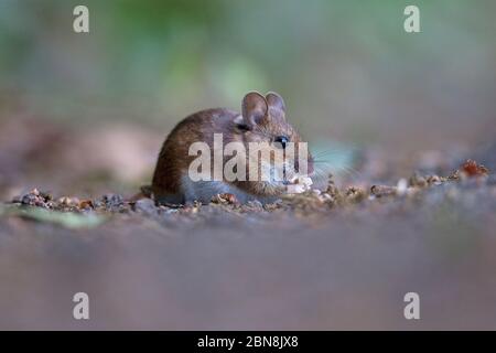 Mouse di legno (Apodemus sylvaticus) Foto Stock