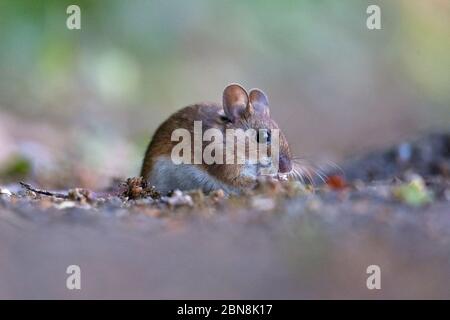 Mouse di legno (Apodemus sylvaticus) Foto Stock