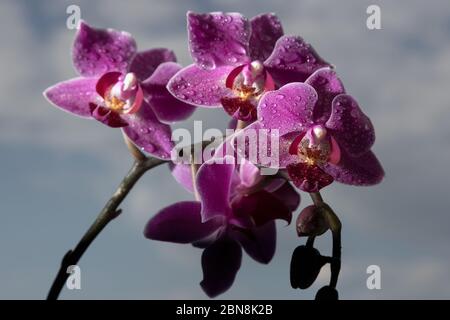 Orchidee viola (Phalaenopsis amabilis) dopo la pioggia primaverile contro il cielo Foto Stock