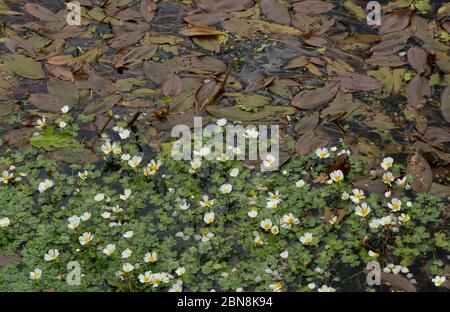 Fioritura acqua-piede di corona e foglie galleggianti di ampio-lievito di pondweed in un piccolo fiume Foto Stock