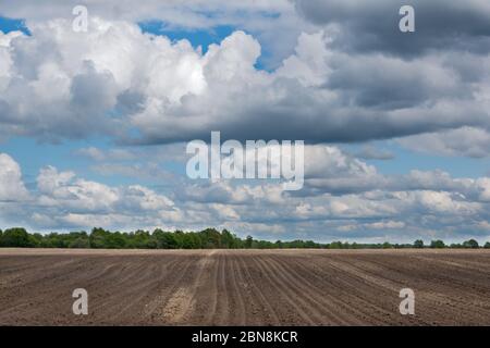 Paesaggio agricolo: Modello di creste e solchi in un campo di sabbia umica preparato per la coltivazione di patate sotto un cielo blu con nuvole Foto Stock