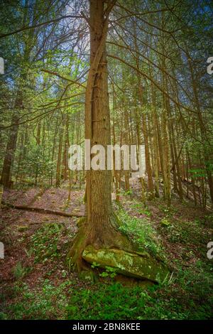 Hemlock albero che cresce intorno grande masso di arenaria su lfloor della foresta. Foto Stock