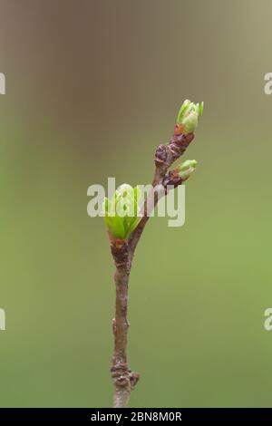 Larrabetzu, Bizkaia/Paesi Baschi; 12 aprile 2016. Germogli di biancospino europeo (Crataegus monogyna) recentemente aperto in primavera. Foto Stock