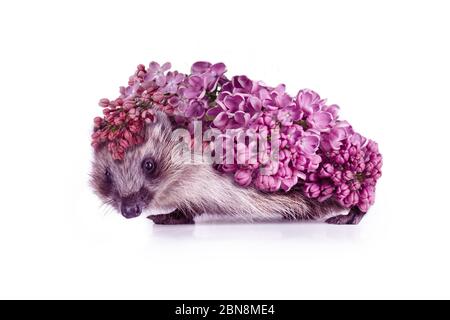 Collage contemporaneo di arte pop di carino piccolo Hedgehog coperto da fiori di lilla luminoso su uno sfondo bianco. Poster con ritratto di animali. Foto Stock