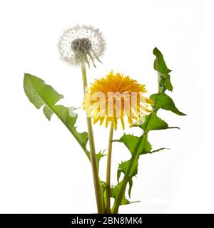 Fiore di dente di leone con foglie isolate su sfondo bianco. Foto Stock