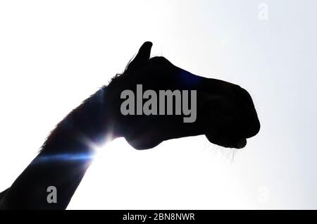 A cavallo intorno Foto Stock