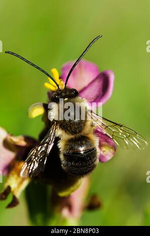 Panoramica dell'ape selvatica maschile Eucera nigrilabris impollinando un orchidea woodcock selvaggio (Ophrys tendhredinifera) con pollinia attaccata alla testa. Elvas, po Foto Stock