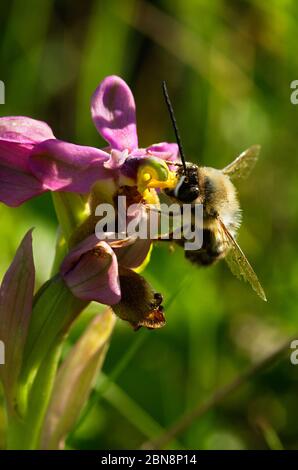 Maschio ape selvatica Eucera nigrilabris appeso a e impollinando un orchidea woodcock selvaggio (Ophrys tendhredinifera) visto da una prospettiva verticale. Elvas, P. Foto Stock