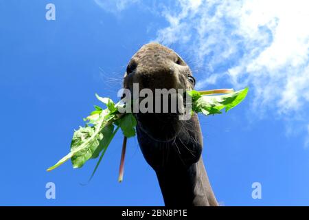 A cavallo intorno Foto Stock