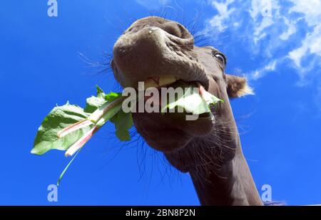 A cavallo intorno Foto Stock