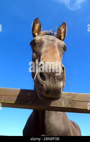 A cavallo intorno Foto Stock