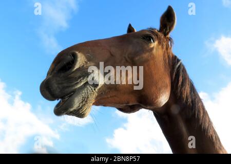 A cavallo intorno Foto Stock