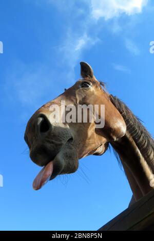 A cavallo intorno Foto Stock