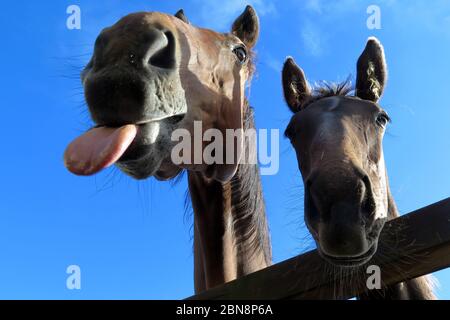 A cavallo intorno Foto Stock