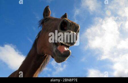 A cavallo intorno Foto Stock