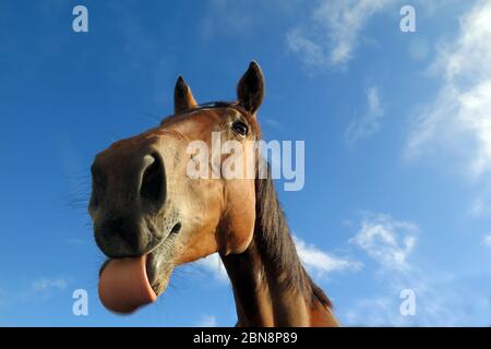 A cavallo intorno Foto Stock