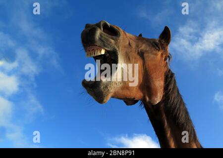 A cavallo intorno Foto Stock