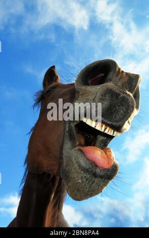 A cavallo intorno Foto Stock