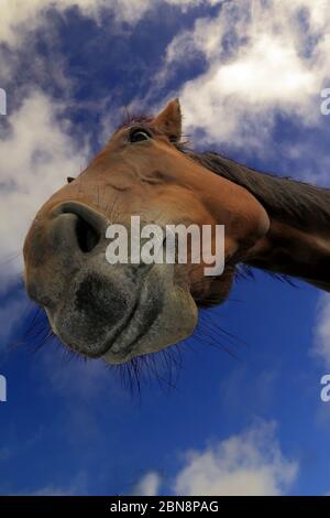 A cavallo intorno Foto Stock