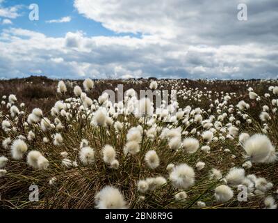 L’erba di cotone della coda di Lepre (Eriophorum vaginatum) su una brughiera dello Yorkshire Foto Stock