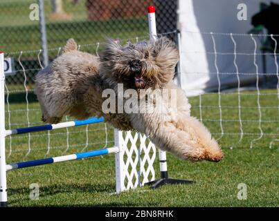 Bouvier des Flanders cane sul corso di agilità che passa sopra un salto Foto Stock