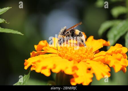 a big fluffy bumblebee with pollen sits at an orange marigold flower closeup in a flower garden in summer Foto Stock