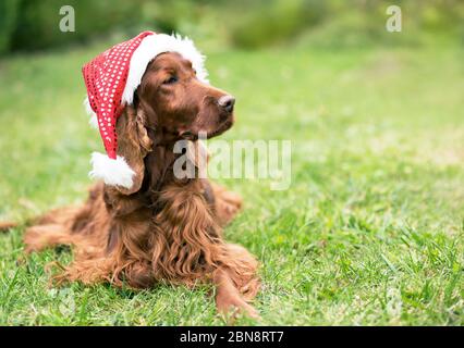 Carino cane irlandese cucitore di natale che giace nell'erba con cappello di Babbo Natale Foto Stock