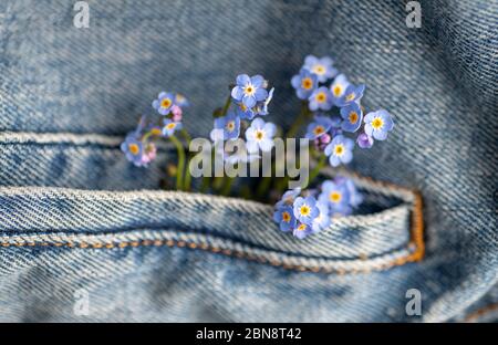 Blu adorabile Forget Me non Fiori in Jean Pocket Foto Stock