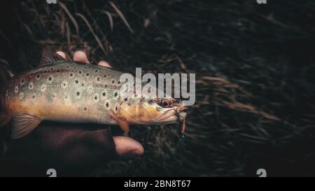 Trota marrone nella mano di un pescatore. Pesca di filatura. Foto Stock