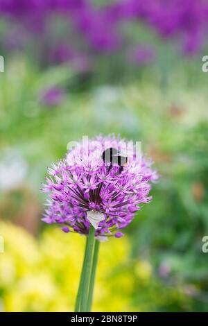 Bombus lapidarius sui fiori dell'Allium. Bombolè con coda rossa. Foto Stock