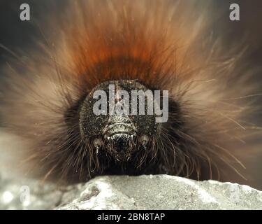 Fox Moth caterpillar (Macrotylacia rubi) strisciando a terra. Tipperary, Irlanda Foto Stock