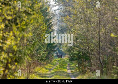 un piccolo cervo nella foresta lettone uscì sulla strada forestale e vide una persona che si fermò per vedere uno straniero Foto Stock