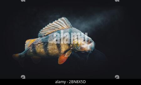 Primo piano su sfondo scuro. Pesca. Foto Stock