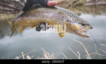 Trota di Brook in mano di un pescatore. Foto Stock