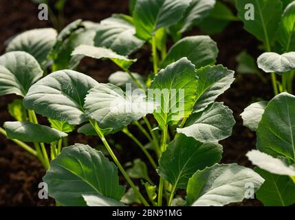 Giovani giovani pianta di cavolo. Agricoltura biologica, piantine in crescita in serra. Primo piano. Foto Stock