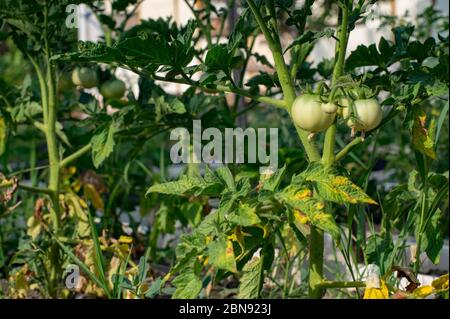 Pomodori verdi in primavera sul letto del giardiniere nel suo giardino. Pomodori verdi. Concetto di agricoltura. Foto Stock
