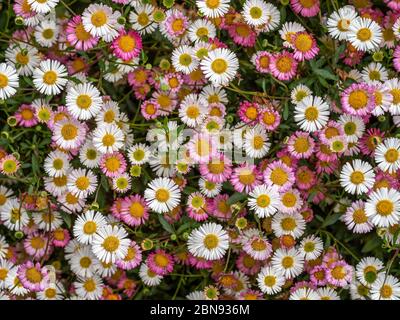 Margherite selvatiche rosa e bianche, sfondo fiore primaverile, Devon, UK. Erigeron karvinskianus aka Fleabane messicana. Foto Stock