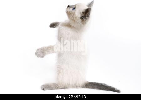 Il divertente gattino tailandese bianco si erge sulle gambe posteriori e guarda in alto. Foto Stock