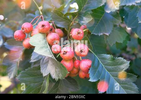 Bacche di biancospino decorativi in giardino verde. Mazzi di bacche rosse luminose su un ramo di albero. Raccolto e concetto di agricoltura sana. Foto Stock