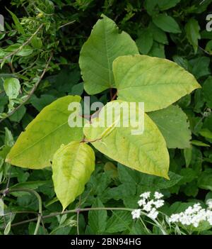 Nodweed giapponese, pianta invasiva aka Reynoutria japonica, Fallopia japonica e Polygonum cuspidatum. REGNO UNITO. Germogli di primavera. Foto Stock