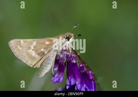 Sachem, Atalopedes huron, femmina appollaiata su Hairy Vetch, Vicia villosa Foto Stock