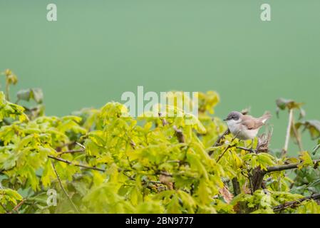 Un maschio Whitehogat ( Sylvia communis ) nel Regno Unito Foto Stock