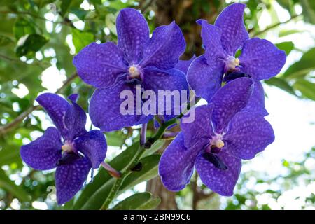 Porpora Vanda Orchidea. Primo piano ad Anchieta, Stato di Espirito Santo, Brasile. Foto Stock